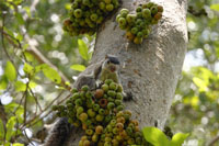 Sri Lanka Riesenhörnchen (Ratufa macroura)