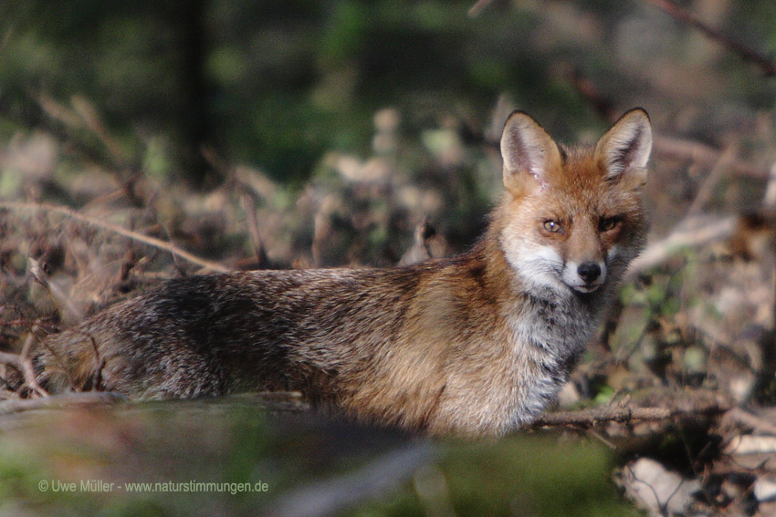 Rotfuchs (Vulpes vulpes)