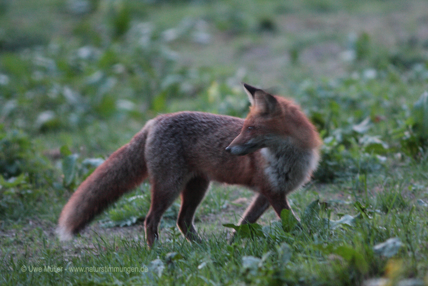 Rotfuchs (Vulpes vulpes)