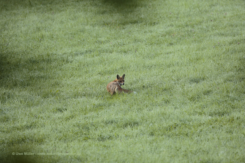 Rotfuchs (Vulpes vulpes)