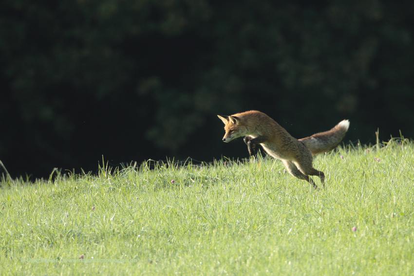 Rotfuchs (Vulpes vulpes)