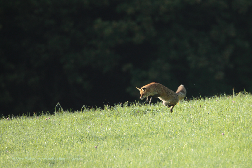 Rotfuchs (Vulpes vulpes)