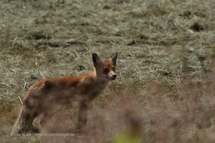 Rotfuchs (Vulpes vulpes)