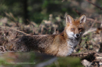 Rotfuchs (Vulpes Vulpes)