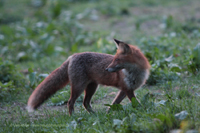 Rotfuchs (Vulpes Vulpes)