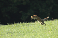 Rotfuchs (Vulpes Vulpes)