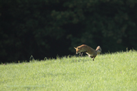 Rotfuchs (Vulpes Vulpes)