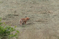 Rotfuchs (Vulpes Vulpes)