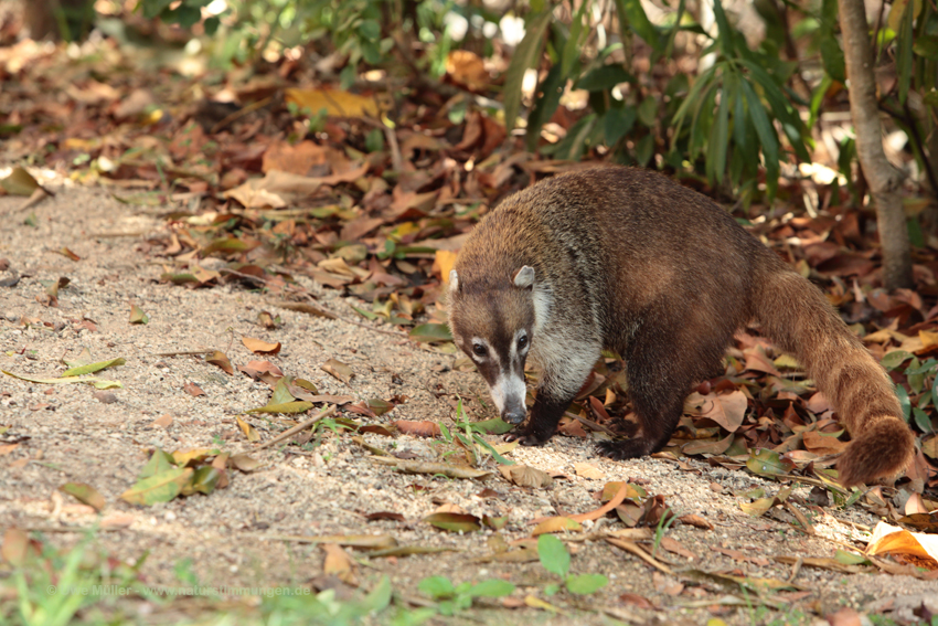 Weißrüssel-Nasenbär (Nasua narica)