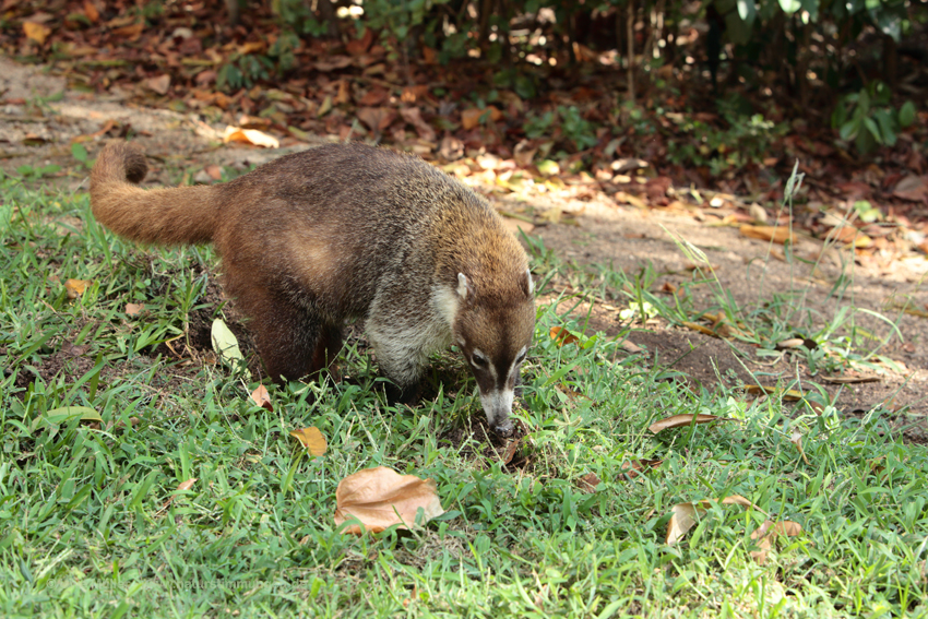 Weißrüssel-Nasenbär (Nasua narica)