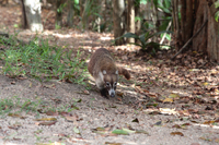 Weißrüssel-Nasenbär (Nasua narica)