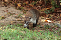 Weißrüssel-Nasenbär (Nasua narica)