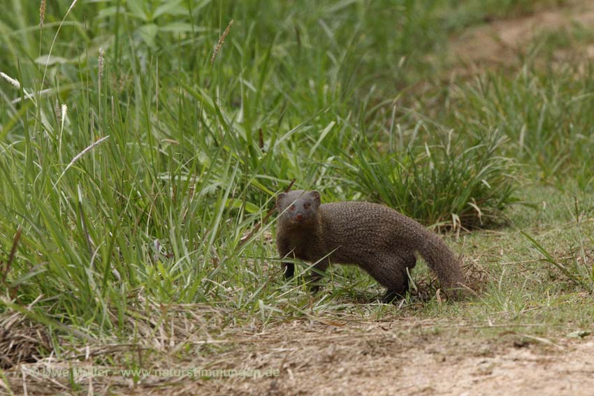 Indische Kurzschwanzmanguste (Herpestes fuscus)