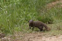 Indische Kurzschwanzmanguste (Herpestes fuscus)