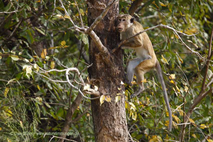 Ceylon-Hutaffe (Macaca sinica)