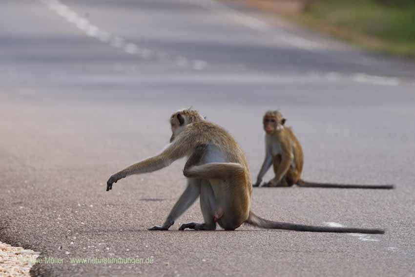 Ceylon-Hutaffe (Macaca sinica)