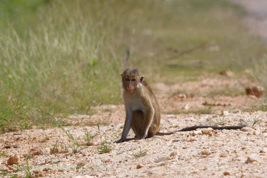 Ceylon-Hutaffe (Macaca sinica)