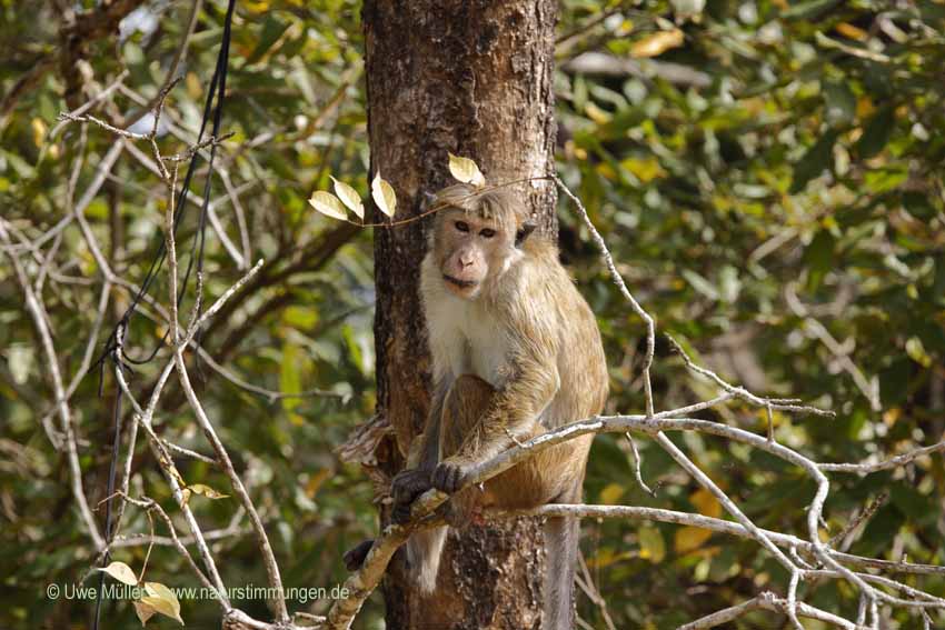 Ceylon-Hutaffe (Macaca sinica)