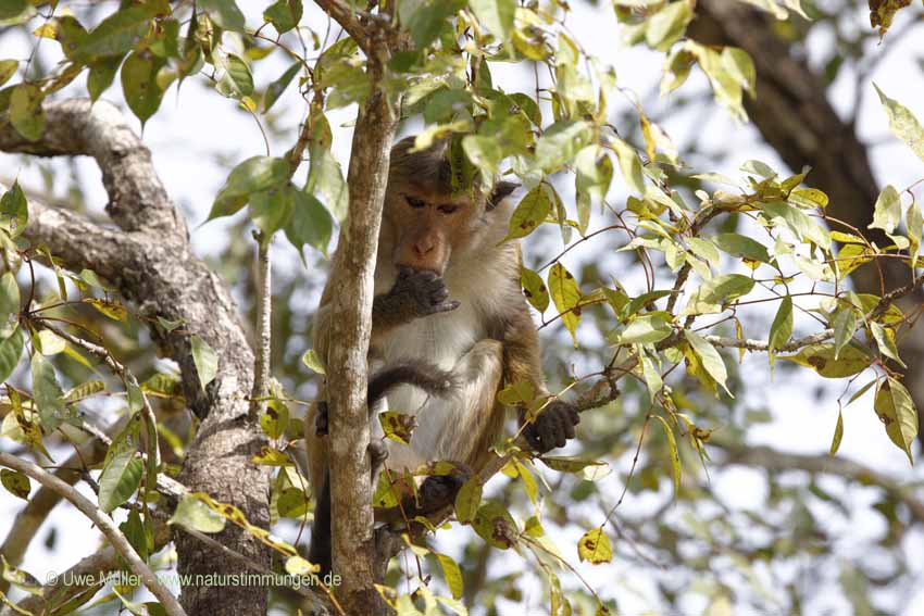 Ceylon-Hutaffe (Macaca sinica)