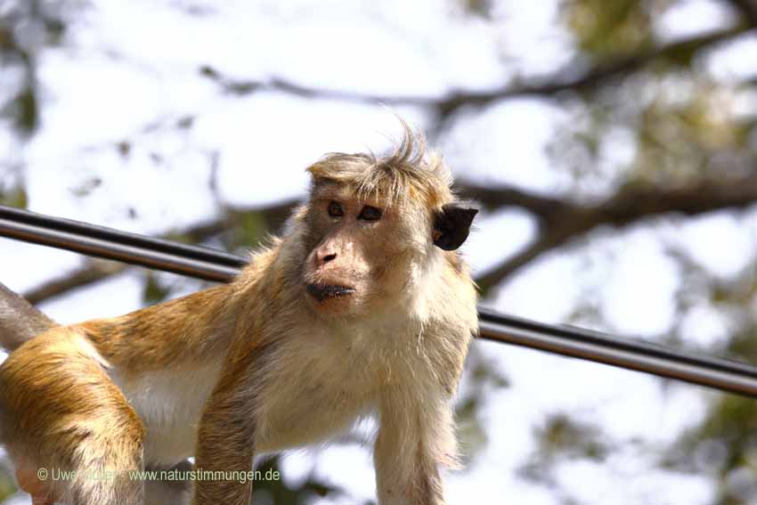 Ceylon-Hutaffe (Macaca sinica)