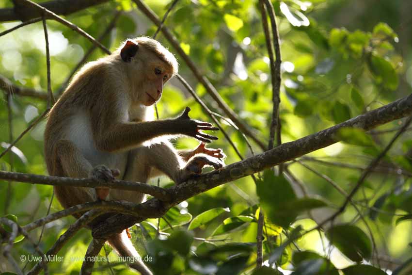 Ceylon-Hutaffe (Macaca sinica)