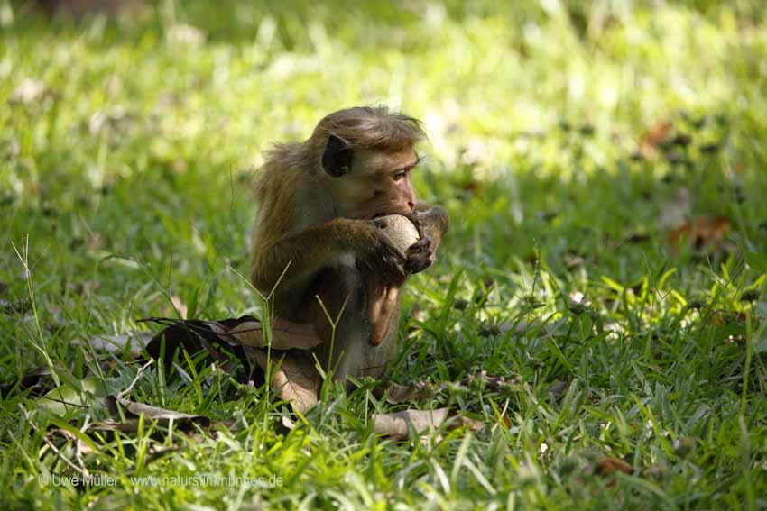 Ceylon-Hutaffe (Macaca sinica)