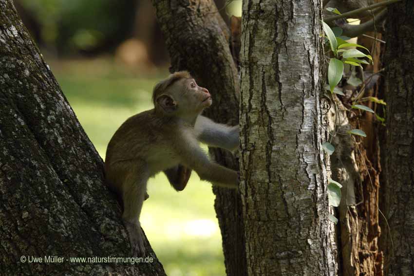 Ceylon-Hutaffe (Macaca sinica)