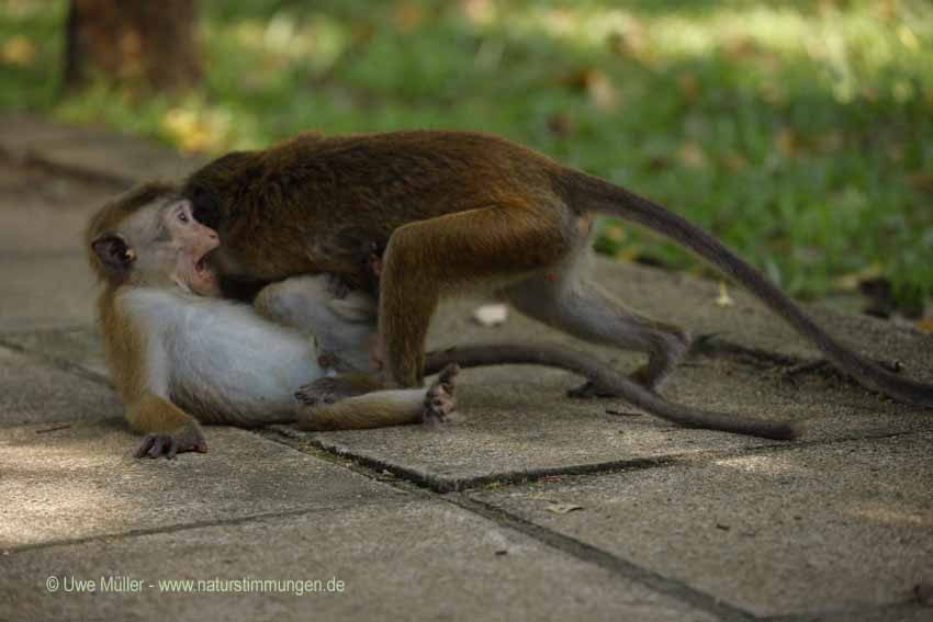 Ceylon-Hutaffe (Macaca sinica)