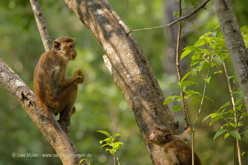 Ceylon-Hutaffe (Macaca sinica)