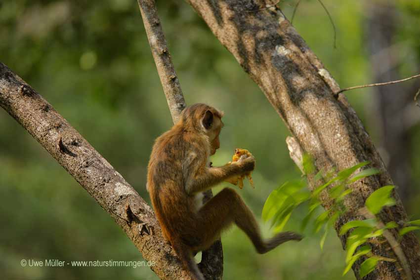 Ceylon-Hutaffe (Macaca sinica)