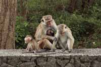 Ceylon-Hutaffe (Macaca sinica)