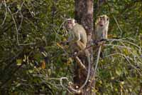 Ceylon-Hutaffe (Macaca sinica)