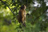 Ceylon-Hutaffe (Macaca sinica)