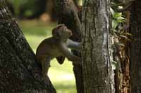 Ceylon-Hutaffe (Macaca sinica)