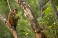 Ceylon-Hutaffe (Macaca sinica)