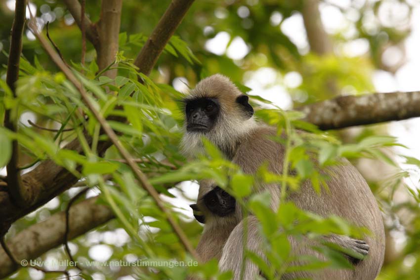 Weissbartlangur (Semnopithecus vetulus)