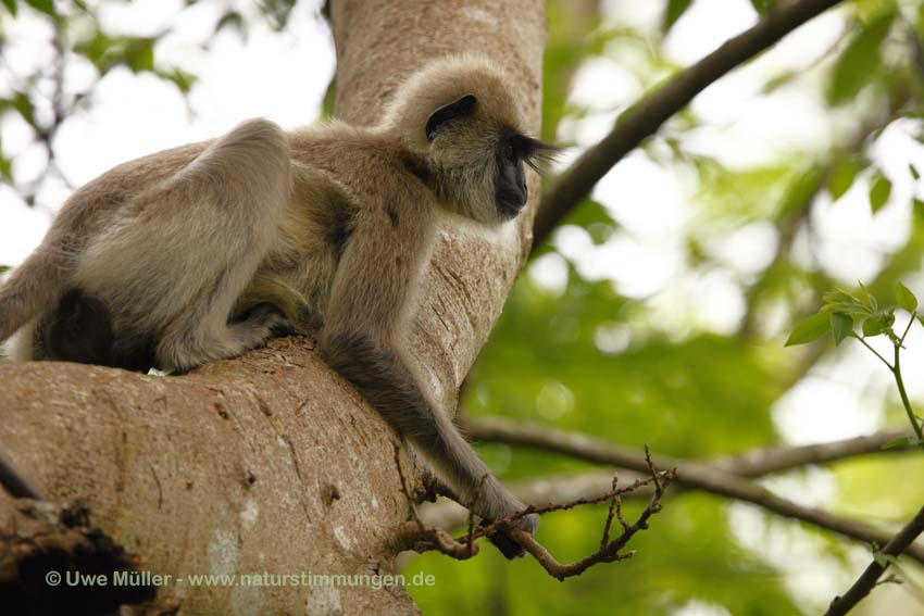 Weissbartlangur (Semnopithecus vetulus)