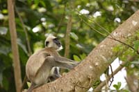 Weissbartlangur (Semnopithecus vetulus)