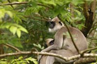 Weissbartlangur (Semnopithecus vetulus)