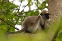 Weissbartlangur (Semnopithecus vetulus)