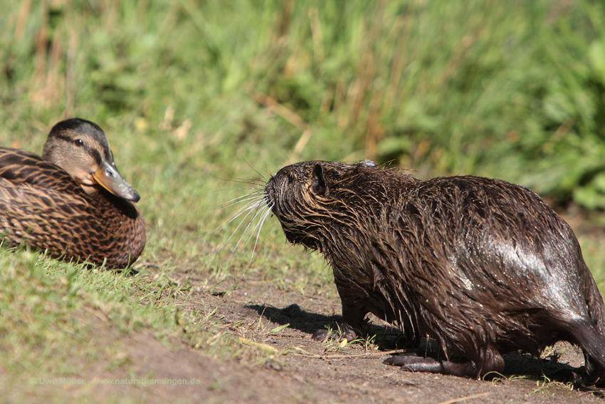 Nutria (Myocastor coypus)