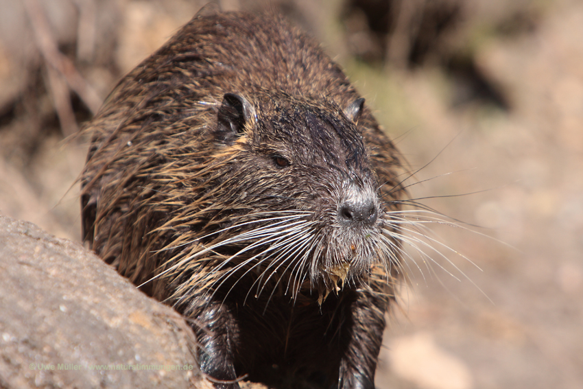 Nutria (Myocastor coypus)