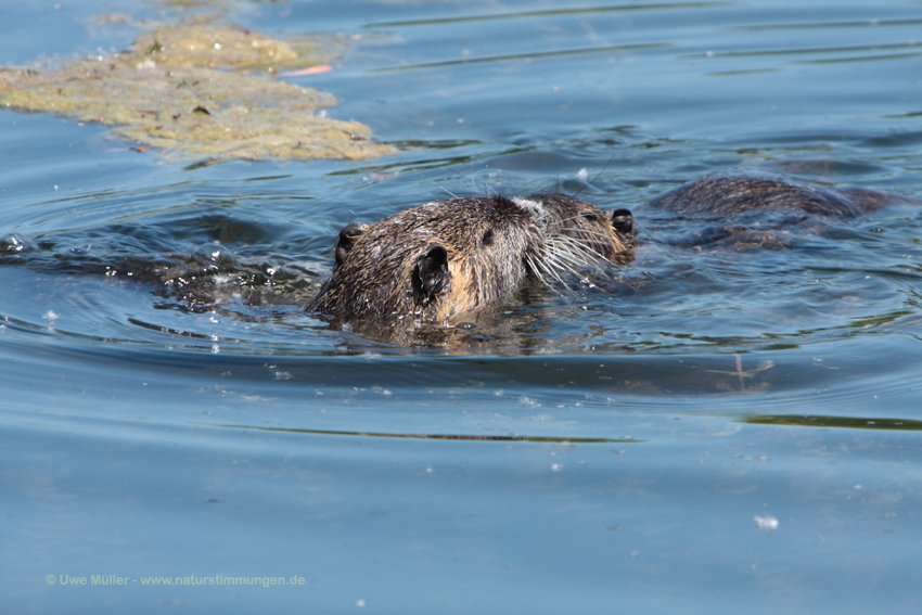 Nutria (Myocastor coypus)