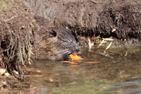 Nutria (Myocastor coypus)