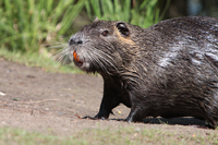 Nutria (Myocastor coypus)