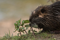 Nutria (Myocastor coypus)