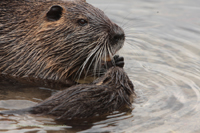 Nutria (Myocastor coypus)