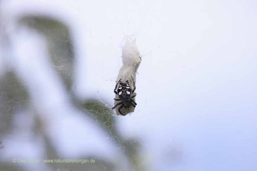 Opuntienspinne (Cyrtophora citricola)