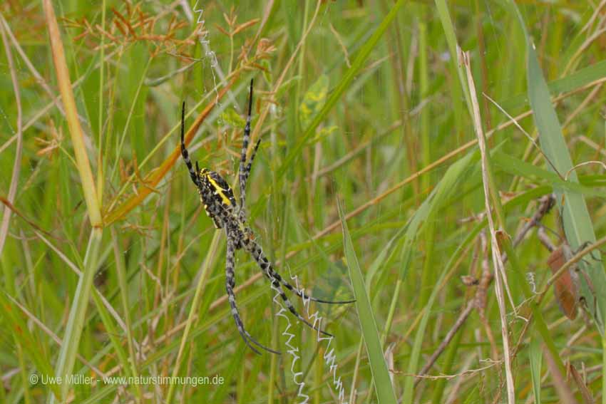 Wespenspinne, auch Zebraspinne, Tigerspinne Seidenbandspinne (Argiope bruennichi)