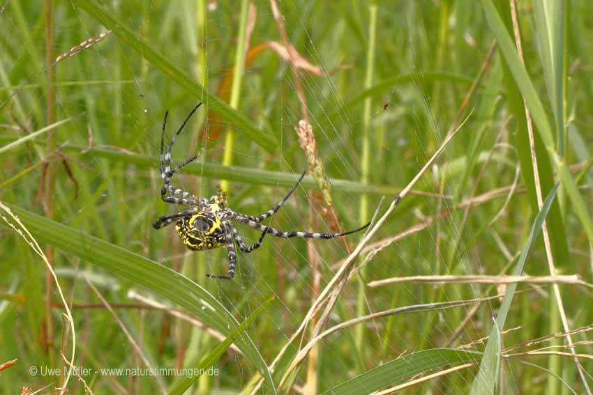 Wespenspinne, auch Zebraspinne, Tigerspinne Seidenbandspinne (Argiope bruennichi)